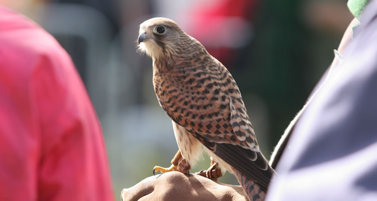 falconry-court