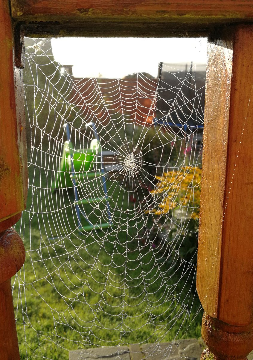 July Photo Winner - Spider's Web