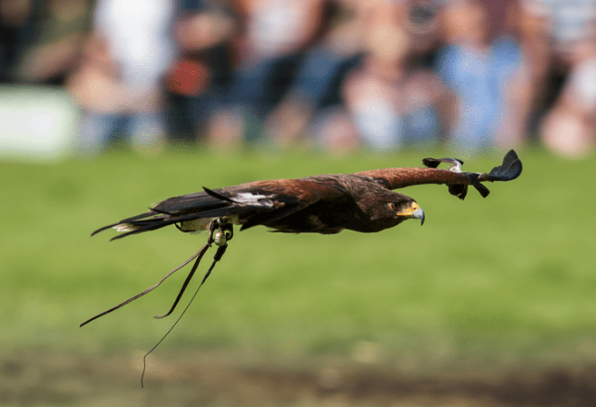 Chatsworth 2019 - Falconry