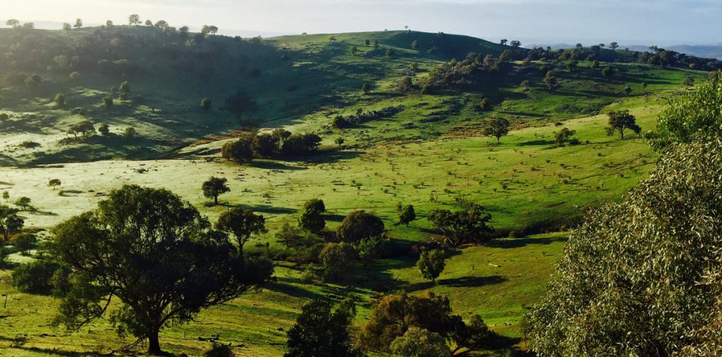 McNair Shirts, Australia