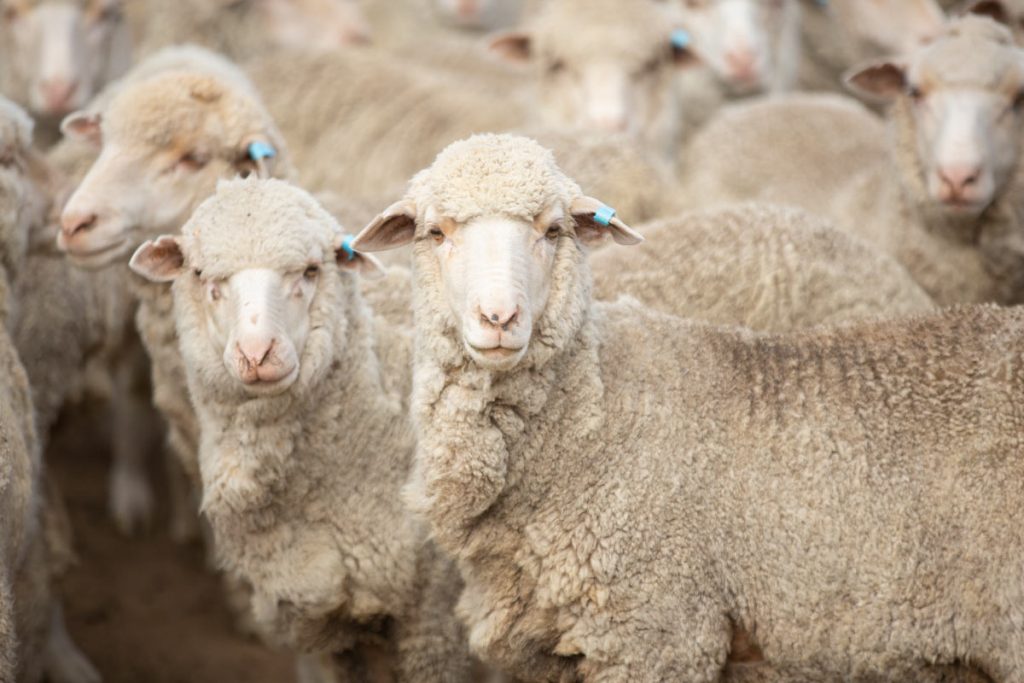 McNair Shirts - merino sheep, Australia