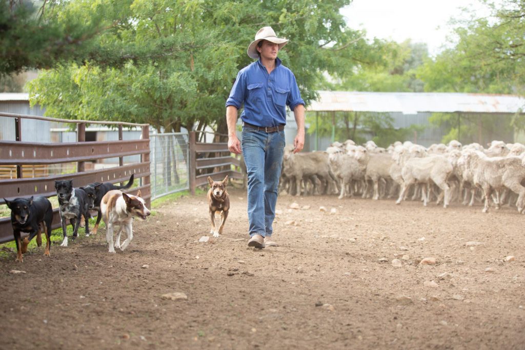 McNair Shirts – sheep farm, Australia