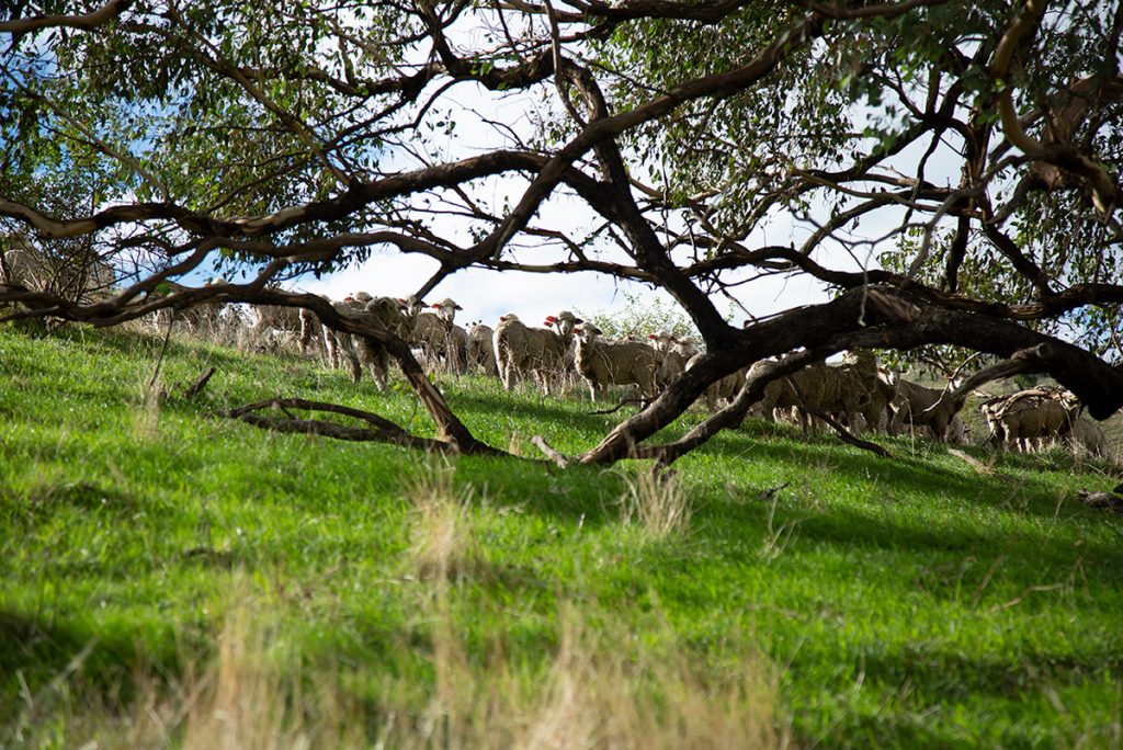 Merino sheep Australia