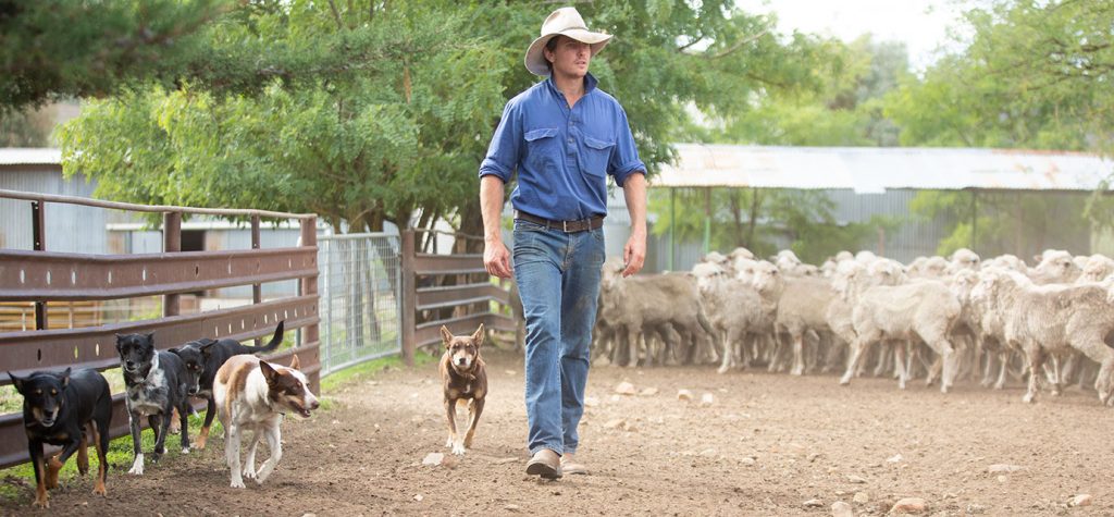 The merino sheep & the farm in Australia