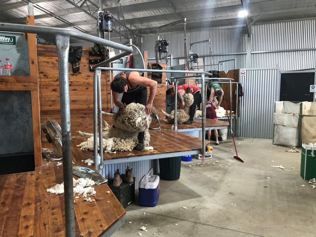 Shearing the merino flock in Australia
