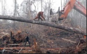 Orangutan facing deforestation